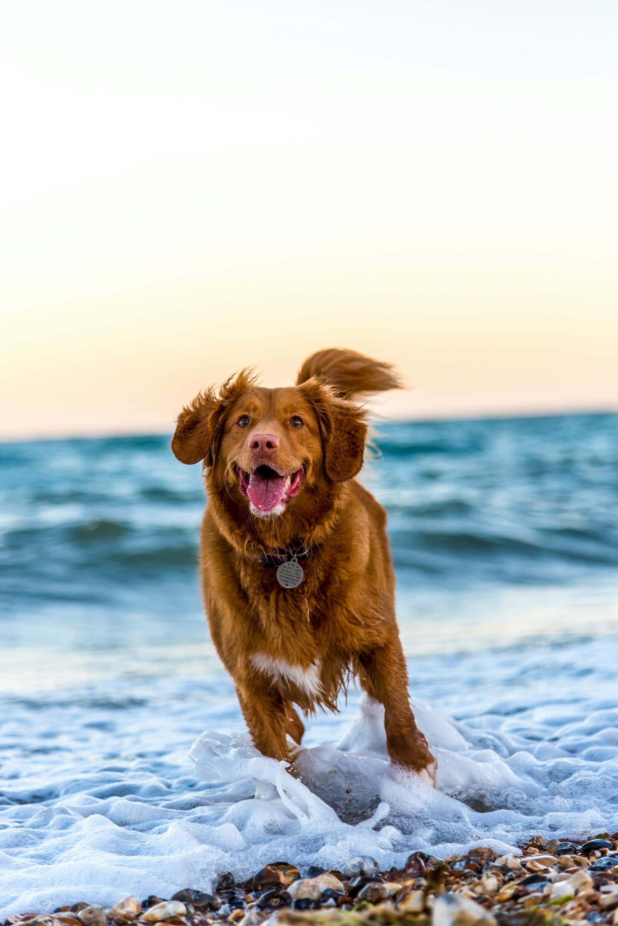 Buddy's Big Day Out