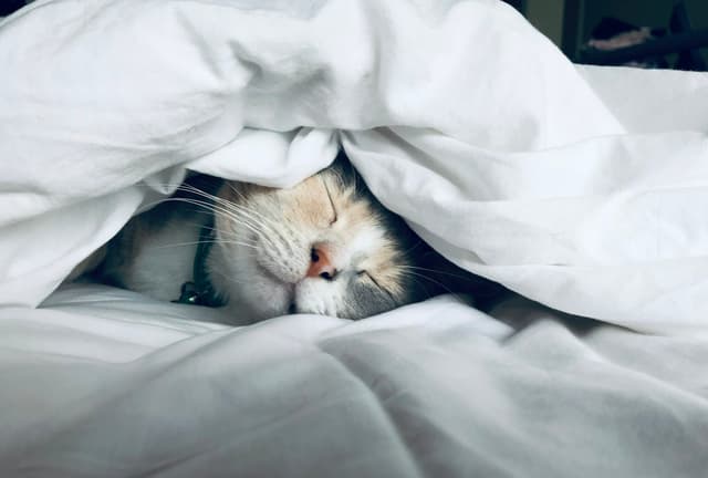 Rescue cat