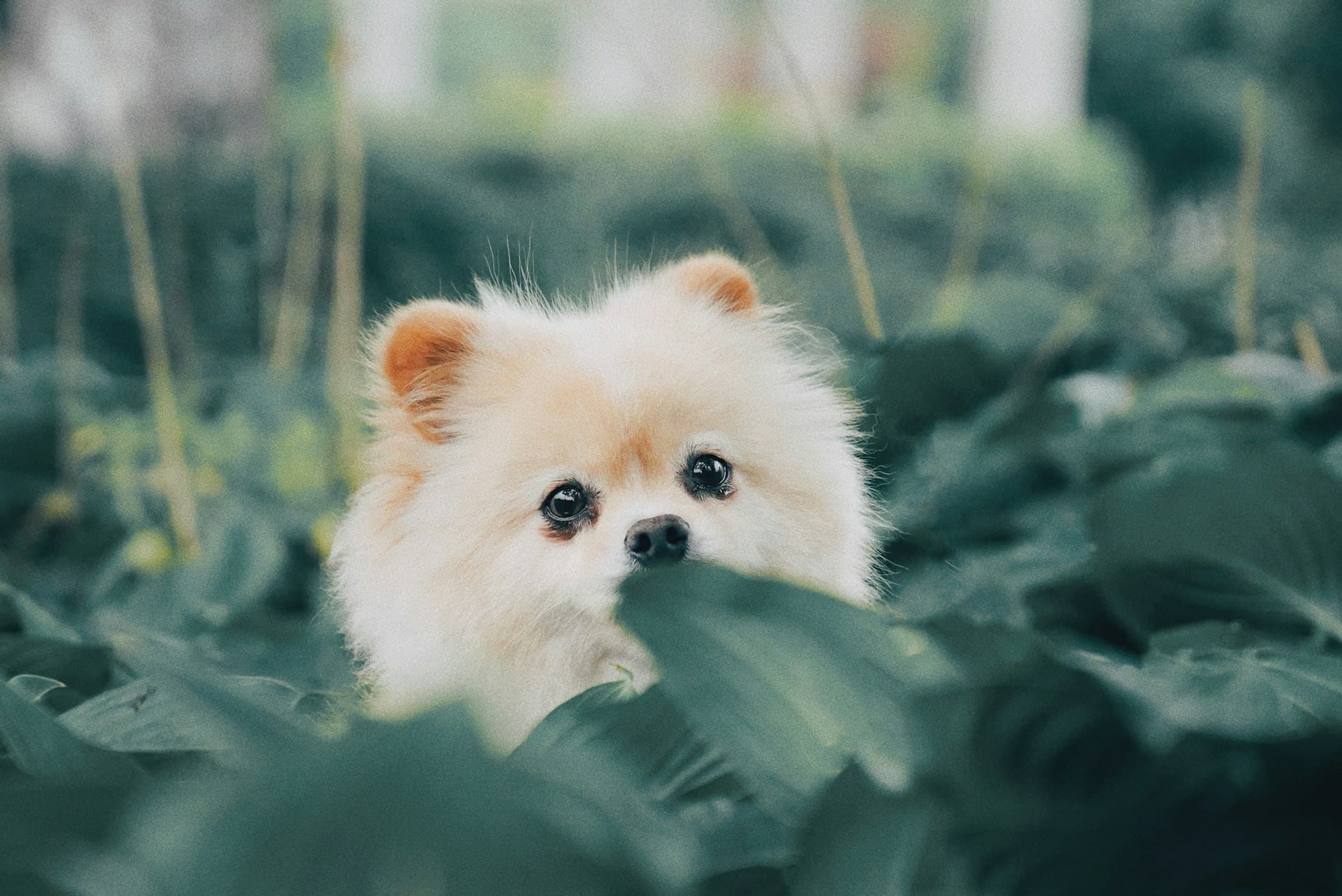 Brave Max