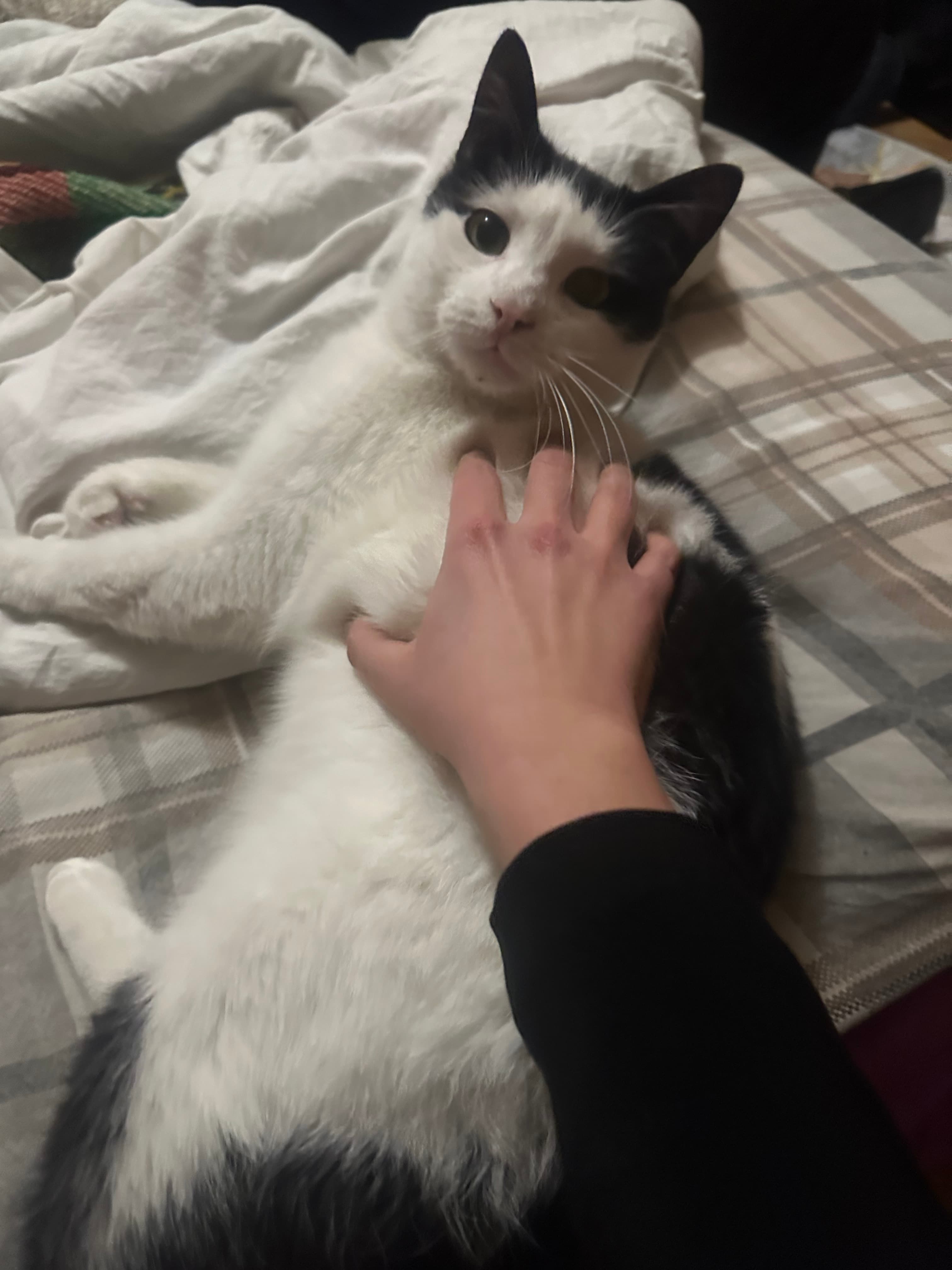 Backpulver's Great Adventure