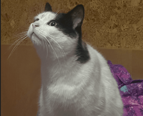 Backpulver's Big Adventure